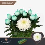 Chrysanthemum Krüsanteem BL Magnum*10