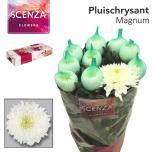 Chrysanthemum Krüsanteem BL Magnum*10