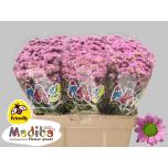 Chrysanthemum Krüsanteem SANTINI Madiba Tanga Pink*25