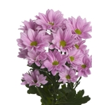 Chrysanthemum Krüsanteem SP Myra*5
