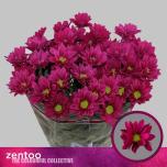 Chrysanthemum Krüsanteem SP Purple Star*5