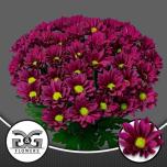 Chrysanthemum Krüsanteem SP Purple Star*5