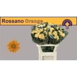 Chrysanthemum Krüsanteem BL Rossano Orange*10