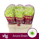 Chrysanthemum Krüsanteem SANTINI Anura Green*25