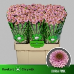 Chrysanthemum Krüsanteem SANTINI Doria Pink*25
