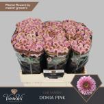 Chrysanthemum Krüsanteem SANTINI Doria Pink*25