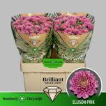 Chrysanthemum Krüsanteem SANTINI Ellison Pink*25