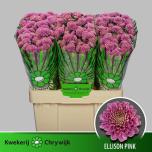 Chrysanthemum Krüsanteem SANTINI Ellison Pink*25