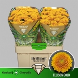 Chrysanthemum Krüsanteem SANTINI Ellison Gold*25