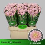 Chrysanthemum Krüsanteem SANTINI Ellison Sweet*25