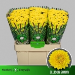 Chrysanthemum Krüsanteem SANTINI Ellison Sunny*25