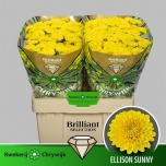 Chrysanthemum Krüsanteem SANTINI Ellison Sunny*25