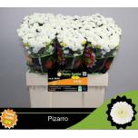 Chrysanthemum Krüsanteem SANTINI Pizarro*25