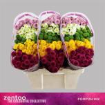 Chrysanthemum Krüsanteem SANTINI Pompon MIX*25