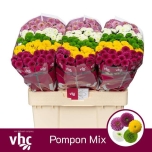 Chrysanthemum Krüsanteem SANTINI Pompon MIX*25