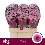 Chrysanthemum Krüsanteem SANTINI Toss*25