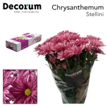 Chrysanthemum Krüsanteem SP Stellini*5