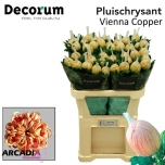 Chrysanthemum Krüsanteem BL Vienna Copper*10