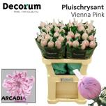 Chrysanthemum Krüsanteem BL Vienna Pink*10