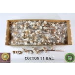 Cotton Gossypium Puuvilla oks (tk)