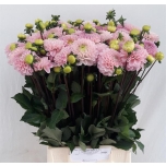 Dahlia Daalia Ball Wizzard Of Oz 60cm