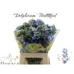 Delphinium Kukekannus Ballkleid 60cm