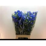 Delphinium Kukekannus Energy Blue 70cm