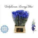 Delphinium Kukekannus Energy Blue 70cm