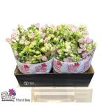 Delphinium Kukekannus Energy Pink 40cm