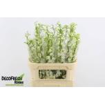 Delphinium Kukekannus Guard White 80cm