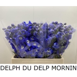 Delphinium 60cm Kukekannus Morning Lights