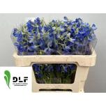 Delphinium Kukekannus Volkerfriede 50cm