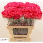 Dianthus Nelk ST Bizet*20