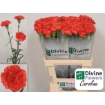 Dianthus Nelk ST Caroline*20