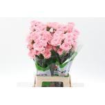 Dianthus Nelk ST NAHEMA (Funza CO)*20