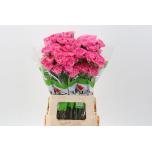 Dianthus Nelk ST TONIC GOLEM (Funza CO)*20