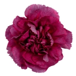 Dianthus Nelk ST HYPNOSIS (Funza CO)*20