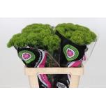 Dianthus Nelk BR Kiwi Mellow 50-55cm*10