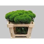 Dianthus Nelk BR Kiwi Mellow 50cm*10