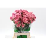 Dianthus Nelk ST LEGE PINK (Funza CO)*20