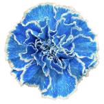 Dianthus Nelk ST paint Molly Blue*20