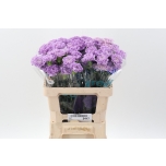 Dianthus Nelk ST Moonaqua*20