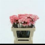 Dianthus Nelk ST paint*20