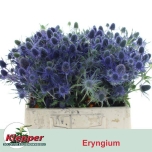 Eryngium Ogaputk Blue Lagoon 40cm