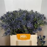 Eryngium Ogaputk Blue Lagoon 40cm