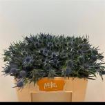 Eryngium Ogaputk Blue Lagoon 50cm