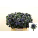 Eryngium Ogaputk Magnetar 40cm