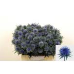 Eryngium Ogaputk Magnetar 40cm