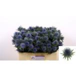 Eryngium Ogaputk Magnetar 50cm