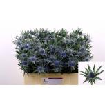 Eryngium Ogaputk Orion Questar 50cm